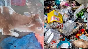 50 kg of plastic removed from cow’s stomach after four-hour surgery in Odisha’s Berhampur