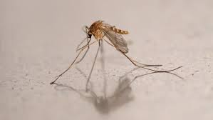 Iceland, Once Insect-Free, Now Has Mosquitoes Due to Climate Change