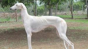 At the 70th State Police Duty Meet in Cuttack, Mudhol Hounds steal the show.