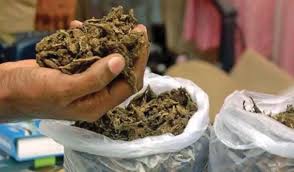Ganja concealed beneath vegetable trays: Athagarh police dismantle a smuggling network