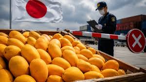 From Alphonso to Kesar: How, after twenty years, a small fly stopped Indias mango exports to Japan