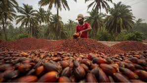 Due to a boom in palm oil, Indias imports of vegetable oil increased by 13% in the first half of 2025–2026