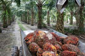 As palm oil loses its price edge, Indian refiners switch to soyoil in May
