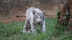 When a white tiger cub dies at Nandankanan Zoo, siblings begin exhibiting similar symptoms, raising concerns.