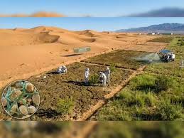 In just ten months, China is employing a bacterium to transform a desert into rich soil