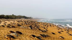 Turtle pathways to popular tourist destinations: Purvodaya and ecotourism will benefit Odisha