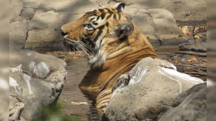 Veterinarians Use Common Garden Herbs to Treat Deadly Viral Diseases in Tigresses