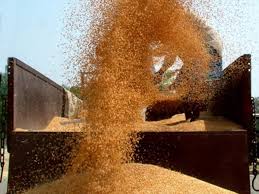 After a four-year break due to a bumper crop, India starts exporting wheat