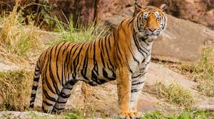 After almost 20 years, a royal Bengal tiger was spotted in an Arunachal sanctuary