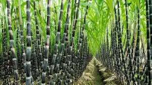 The Center raised the fair price of sugarcane, benefiting 5 crore farmers.