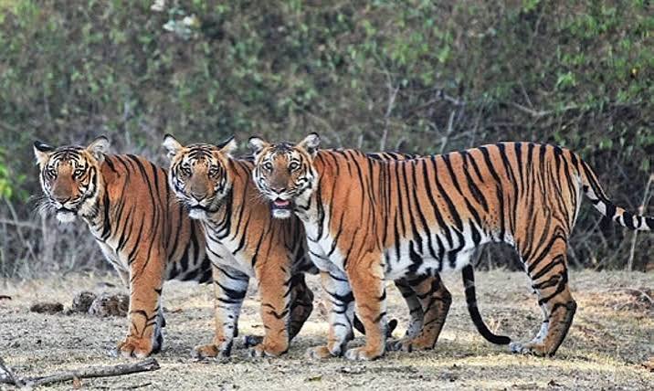 Plastic is prohibited in Chhattisgarh tiger sanctuaries and reserves, and there are severe fines
