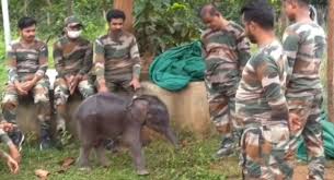 Elephant calf ‘Priyanshi’ rescued from canal in Boudh shifted to Kapilash, caretakers get emotional