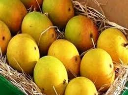 Dhenkanal mangos international debut: a 15-year export contract is signed