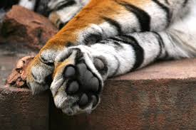 Forest officials are on alert after finding tiger pugmarks close to Dhenkanal village.