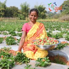 Discover how the cultivation of roses is empowering tribal women in Odisha and changing lives.