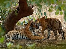 Similipal Tiger Reserve in Odisha reopens to visitors; updated hours and admission requirements