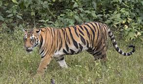 Tadoba tigress moved to Sahyadri Reserve as part of a conservation effort