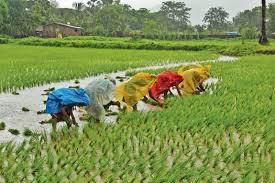 Concerns about farms and food costs are raised by IMDs below-average monsoon projection
