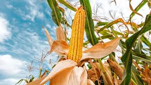 To prepare for the difficult road ahead, Washington is pushing to put US maize in Indian cars.