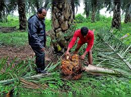 In March, imports of palm oil fell 19% to a three-month low due to price increases.