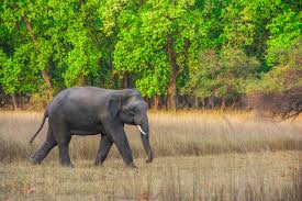 One person is killed in an elephant attack in Ganjam, while 29 jumbos were seen in Keonjhar.