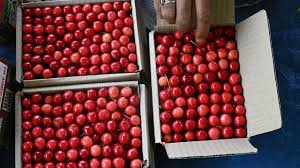 Cherries from Kashmir Get a Better Deal and Arrive in Mumbai in 33 Hours