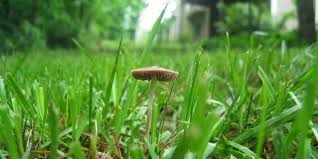 Why Fungi Are Helping Scientists Preserve Endangered Plants