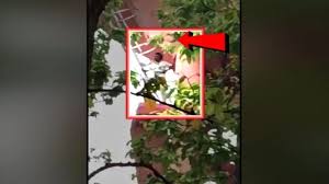 Triple Murder in Deogarh: Accused caught hiding on water tank and apprehended.