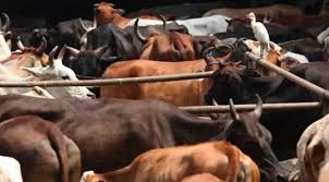 In Kendrapara, cattle traffickers open fire, injuring one