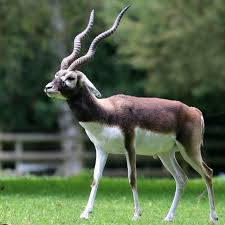 Officials discover 29 dead Blackbucks in the Belagavi zoo