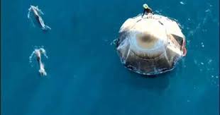 Unexpected  Dolphins welcome astronauts.  Sunita Williams and her crew following a lengthy space voyage