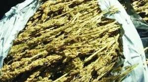Two people were detained after 50 kg of ganja was found on a four-wheeler in Ganjam.