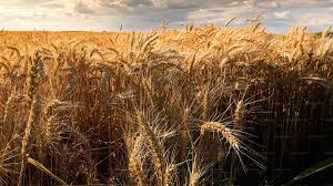 Madhya Pradeshs bumper wheat harvest prompts the center to step up procurement