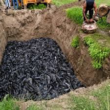 Bihar conducts statewide raids to suppress the illegal Thai Mangur fish trade